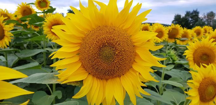 Sonnenblume